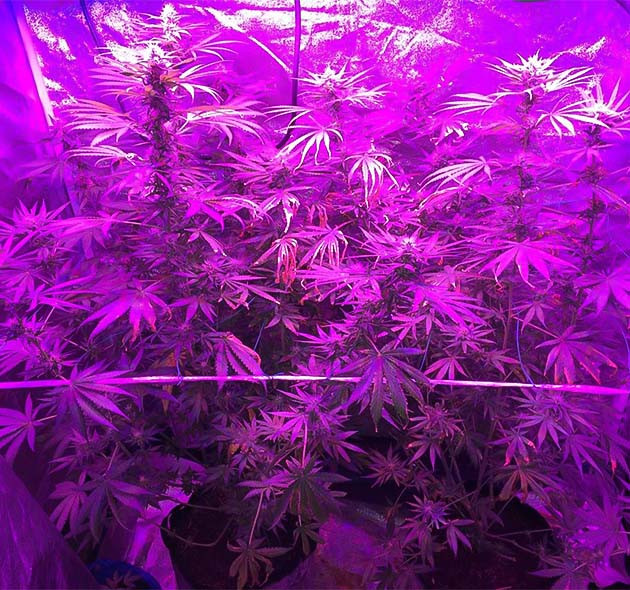 Цветение: медленное и уверенное развитие Euforia X: медленное и уверенное развитие в период цветения