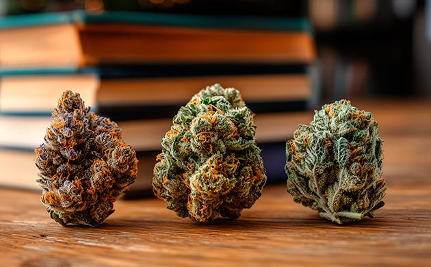 Лучшие сорта каннабиса для чтения и концентрации Подбор сорта каннабиса для чтения