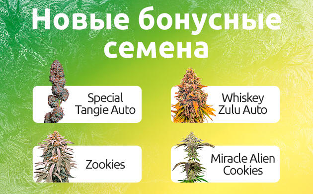 Новые бонусные семена на «Семяныче» Новые бонусные семена