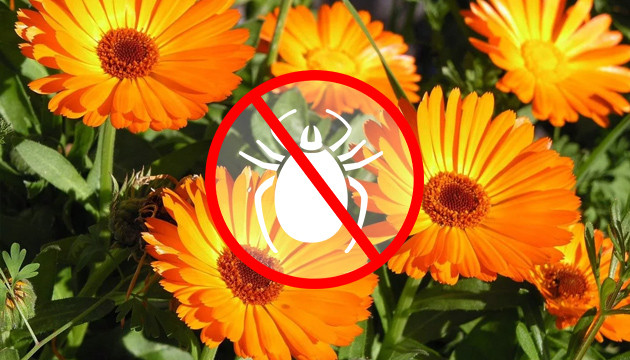 Календула самый распространенный компаньон для конопли Календула сдерживает корневую тлю