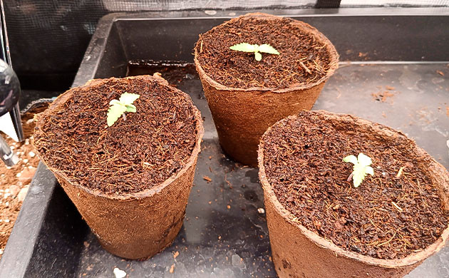 Пересадка конопли при выращивании