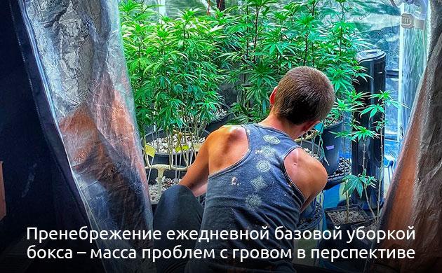 Как часто убирать гроубокс для выращивания конопли и безопасного урожая График уборки гроурума: ежедневная очистка, дезинфекция и стерилизация