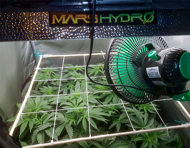 Подготовка куста Bruce Banner #3 Fast к цветению Тренировка растения Bruce Banner #3 Fast