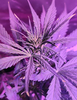 Предцвет на 7 неделе Точка роста шишки