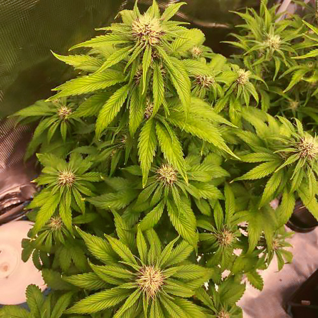 Начало стадии цветения Появление соцветий на кусте марихуаны