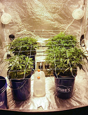 Предцвет каннабиса на 5 неделе роста Отставание в росте одного куста