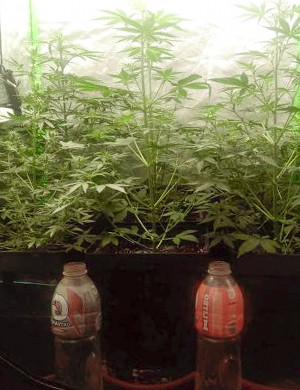 Активное увеличение роста на 5 неделе