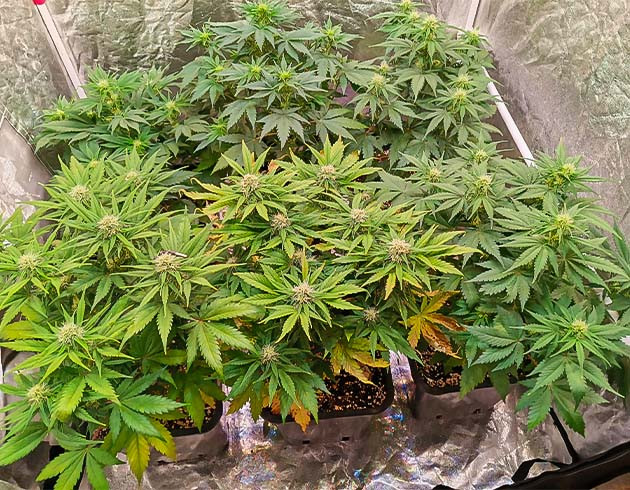 Cream Caramel Auto: желтеющие листья и засыхание