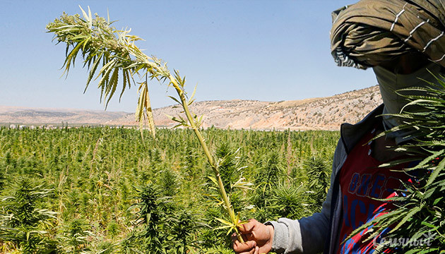 Все об афганской конопле