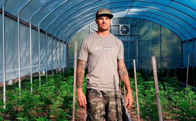 Выращивание конопли в теплице Конопля в теплице