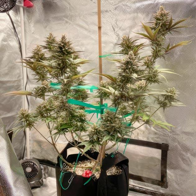 Конопля Punchberry Cookies RBX после подкормки с ярким фруктовым ароматом