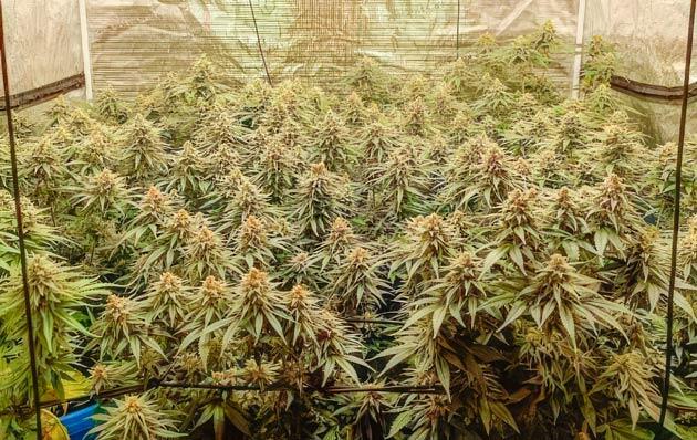 Кусты Mimosa X Orange Punch на 13 неделе