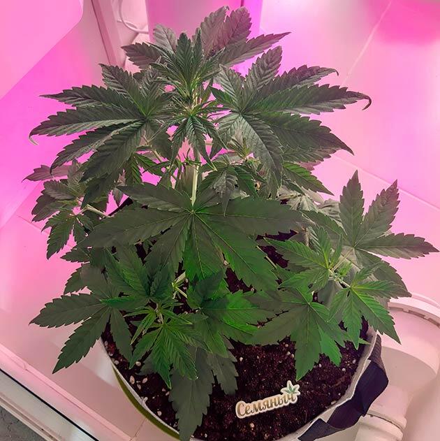 Тренировка конопли Куст Zkittlez Auto на 3 неделе развития