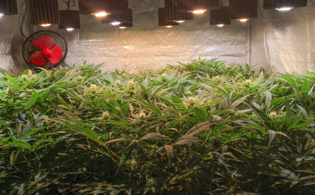 Добавление мелассы и алоэ вера в питание Цветение клонов в гроубоксе