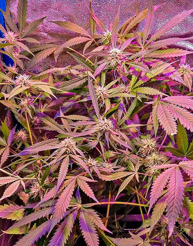 Куст Original Auto OG Kush на фазе цветения