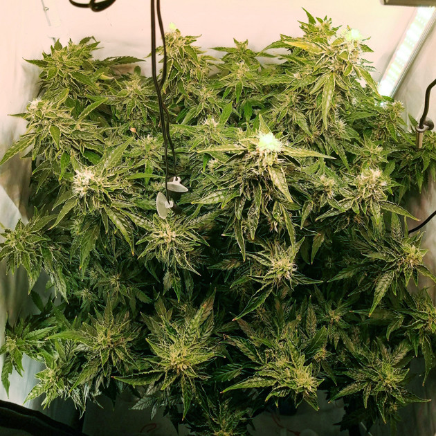 Куст конопли на 11 и 12 неделе выращивания Удобрения для конопли