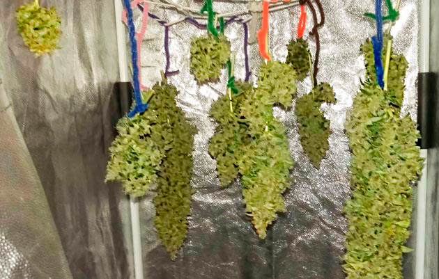 70 грамм шишек за 90 день выращивания Итоговый результат выращивания сорта Critical XXL Auto