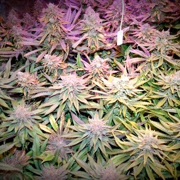 Завершение выращивания Кусты перед харвестом