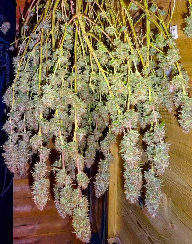 Конопля на сушке