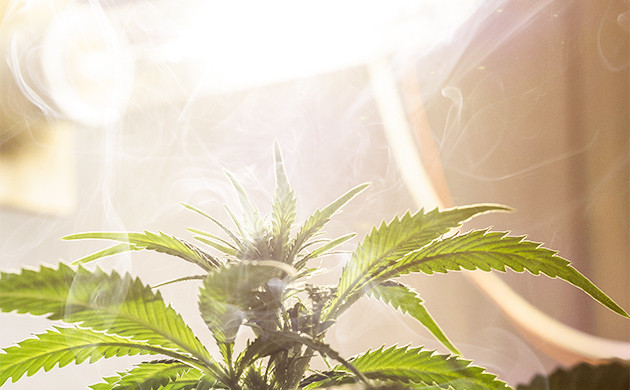 Испарение влаги с куста