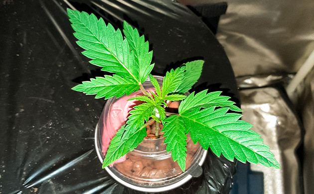 Проращивание семян конопли Critical Kush LED светильник для выращивания Critical Kush