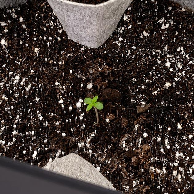 Sticky Sherbert GG от Seedkeepers