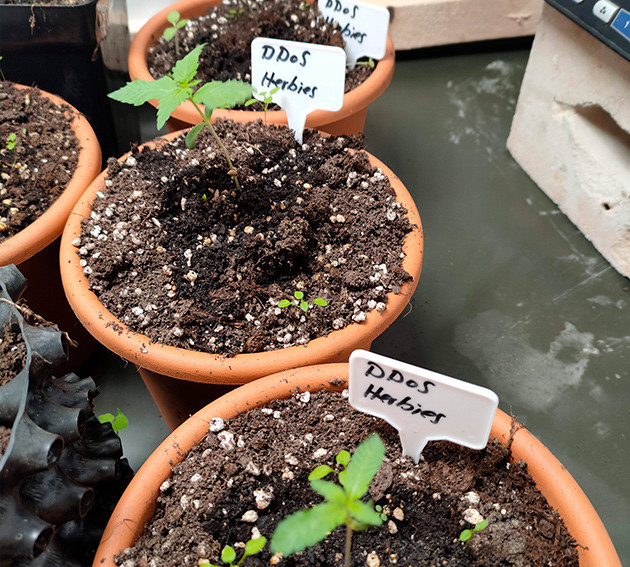 Развитие ростков конопли после высадки Ростки каннабиса в трехлитровых горшках