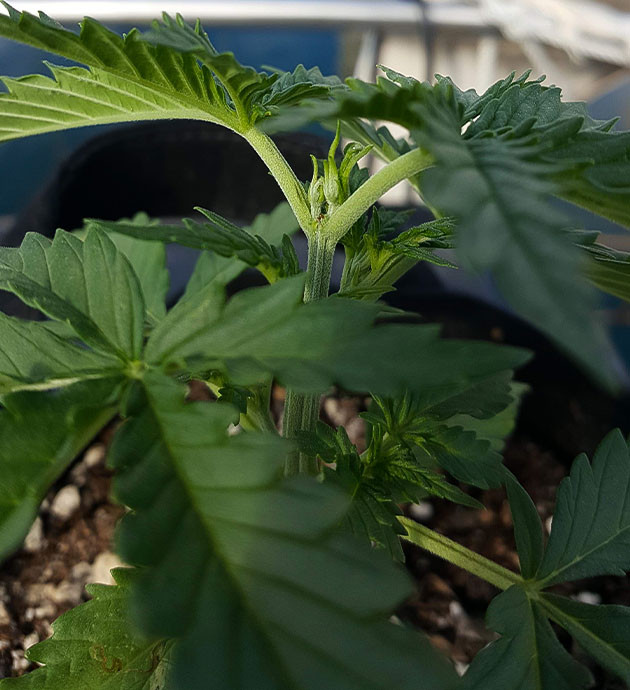 Развитие куста на 5 неделе выращивания Пестики конопли