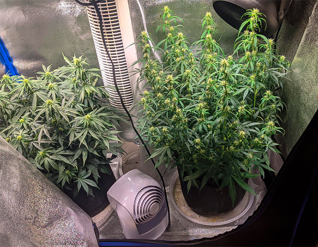 Сравнение развития Auto Sour Diesel с Glue auto Пол метровый куст конопли