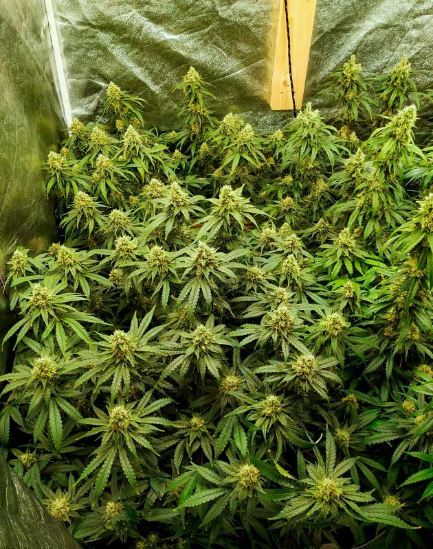 Куст на 15 неделе выращивания