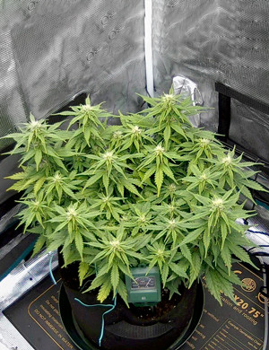 Проблемы с фосфором на 7 неделе Куст с пожелтевшими листьями