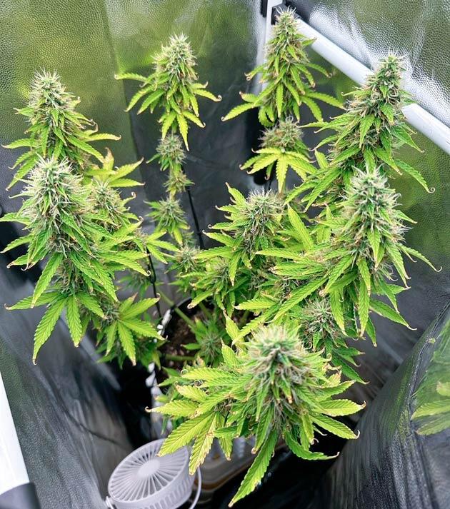 Куст Auto Critical Lemon CBD от Advanced Seeds на 9 неделе