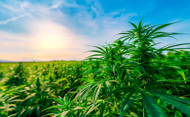 Конопля против хлопка: какая ткань прочнее, экологичнее и долговечнее Прочнее хлопка, бережнее к планете