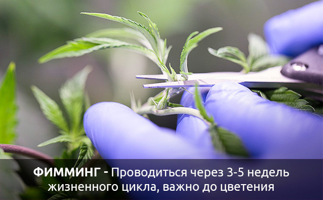 Когда проводить фимминг Условия для фимминга