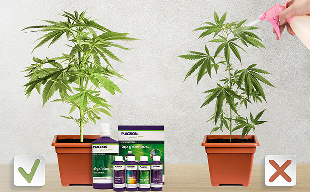Выбор питания растения Удобрения для конопли