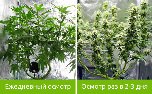 Время на уход за коноплей на разных стадиях Вегетация и цветение конопли