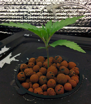 Использование раствора General Hydroponics Rapid Rooter на этапе вегетации Fruit Punch fem Вегетация Fruit Punch fem