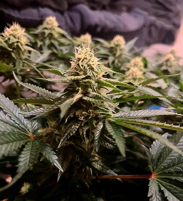 Куст Gorilla Zkittlez от сидбанка Семяныч на 10 неделе