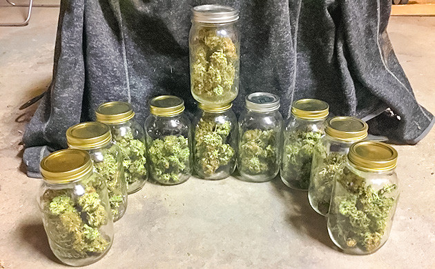 Харвест и сушка соцветий Critical Kush Впечатления от сорта Critical Kush