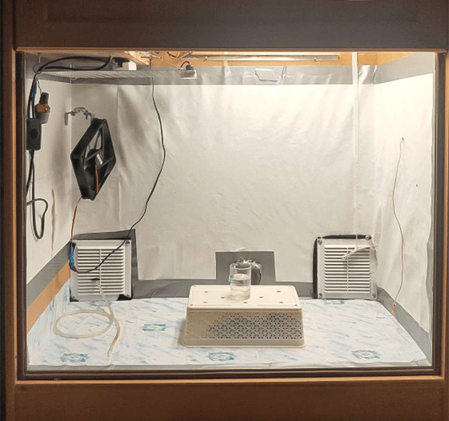 Проращивание семян конопли Glue Sherbert Проращивание семян сорта Glue Sherbert от AlphaFem