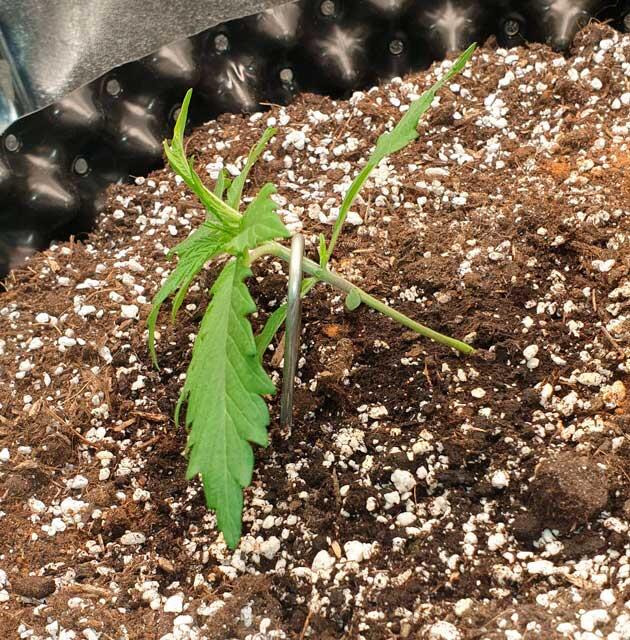 Проведение LST и первые удобрения Куст Hellfire OG Auto на 3 неделе развития