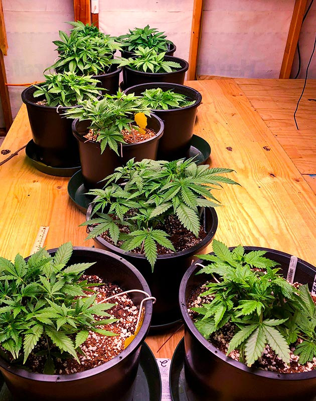 Выращивание Gelato Auto Гроурепорт сорта Gelato Auto