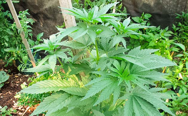 Подготовка куста Pineapple Chunk к цветению Тренировка растения Pineapple Chunk