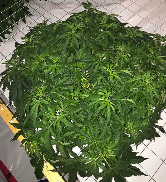 Выращивание сорта марихуаны Bruce Banner