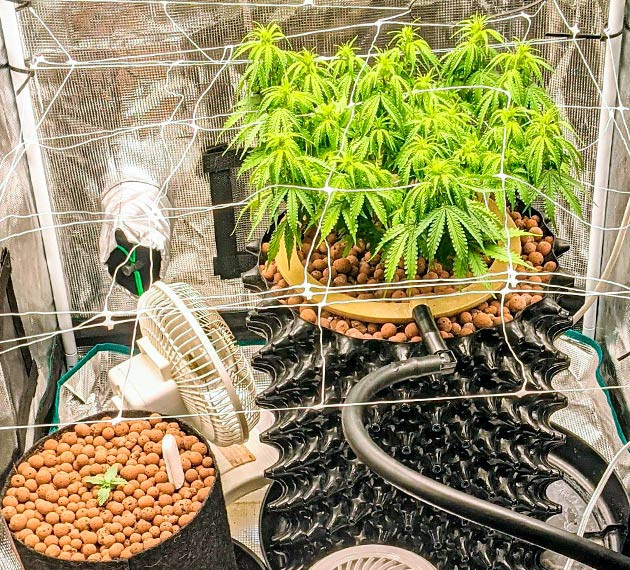 Сетка для куста Gorilla Glue Auto Техника ScrOG при выращивании Gorilla Glue Auto