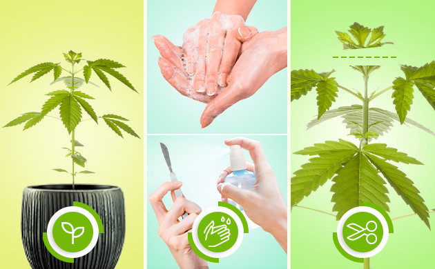 Этапы обрезки верхней части куста Выполнение фимминга