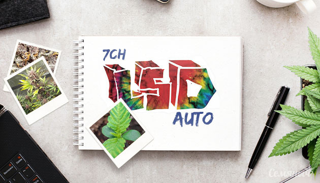 Гроурепорт LSD Auto от Семяныча