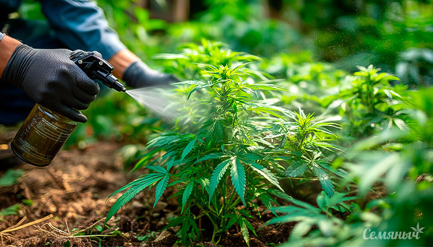 Пестициды в каннабисе