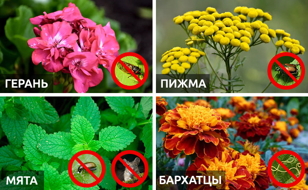 Цветы для зашиты отвредителей Герань, пижма, мята и бархатцы