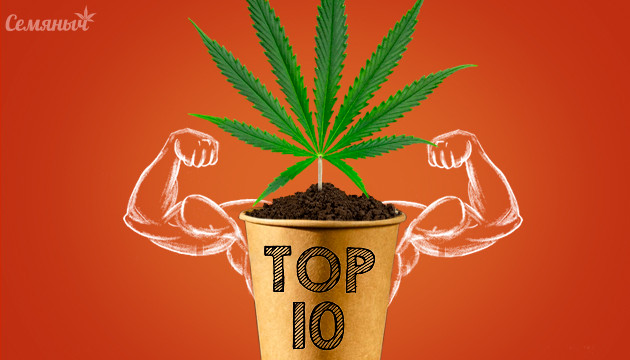 10 лучших сативных сортов Мощная сатива